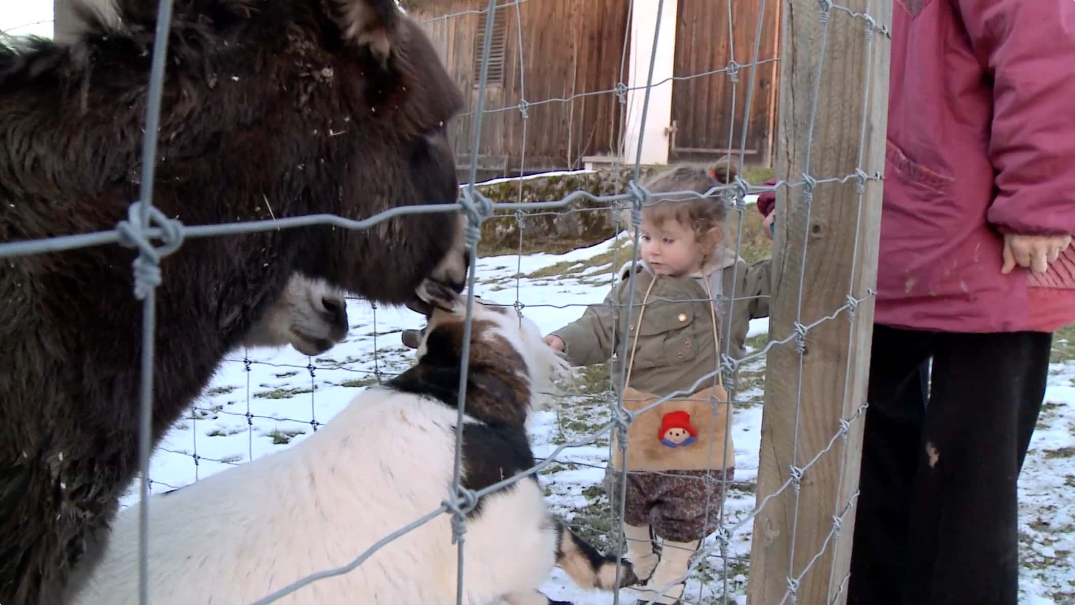 Vorschaubild für Film Animali